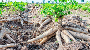 Cassava industrialisation key to Nigeria’s prosperity, expert says