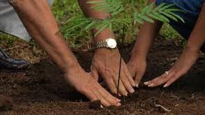 Enugu Govt, foundation begins planting of 400 economic trees in schools