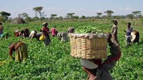 IFAD-VCDP launches vegetable farming in Enugu secondary schools