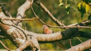 Conservationists unveil Nature Photography Awards to spotlight Nigeria’s biodiversity