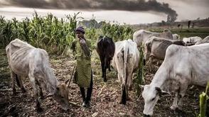 Kebbi farmers-herders clash: Police arrest 4 suspects, CP flays jungle justice