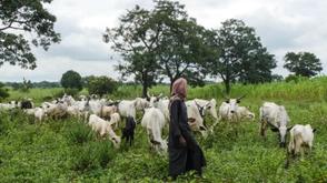 Farmers-herders clash: Kebbi Police confirm 8 deaths, rescue 5