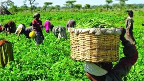 FG secures fertiliser supply for 2026 wet season