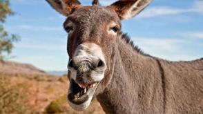 NESREA uncovered donkey abattoirs in Adamawa