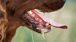 Unvaccinated stray dogs pose silent rabies threat – expert warns