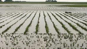 Farmers count heavy losses in Lagos floods