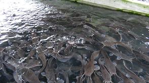 Dutse residents embrace catfish farming for livelihoods