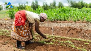 FG, IFAD launch climate-smart agribusiness project to boost value chains
