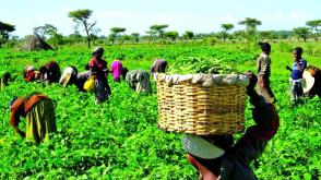 FGN/IFAD distribute farm inputs to 476 Taraba farmers