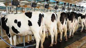Kano partners FG on livestock devt, diary production