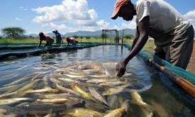 Maritime expert urges coastal state governors to adopt AU fisheries framework