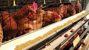 Lagos pledges sustained support for poultry farmers