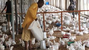 PAN trains poultry farmers on technology adoption for improved productivity
