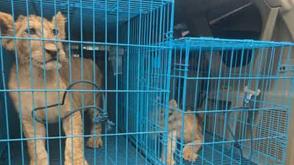 Customs rescues two Lion Cubs, intercepts trafficking ring at Abuja airport