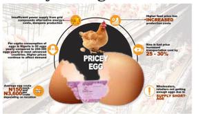 Lagos traders, consumers lament as egg prices soar