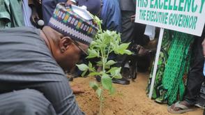 Deforestation: Borno LGA distributes 150, 000 tree seedlings to residents
