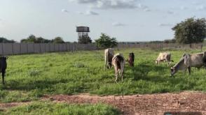 Sokoto: Troops arrest 4 Lakurawa terrorists, recover livestock in rural market