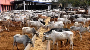 Kwara SAPZ trains 68 Pastoralists on artificial insemination, improved cattle breeding