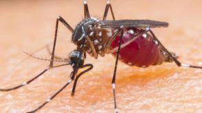 DSGN marks mosquito day 2026 with progress on innovative malaria research initiative
