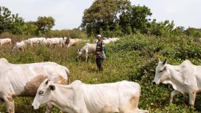 Association urges FG to reconsider including Benue in pilot ranching programme