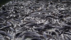 LASCAFAN trains students to boost youth participation in fish farming