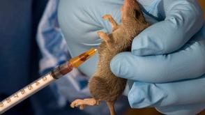 AI forecasting tool can avert 70% of severe lassa fever cases — Study