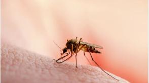 95.3% of West African stakeholders support technology-driven malaria control — Survey