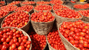 Nasarawa govt. shuts down tomato market over poor sanitation