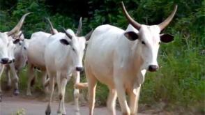 FG trains 200 livestock farmers in Kano