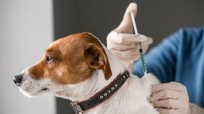 FG begins free anti-rabies vaccination in Gwagwalada, Kubwa