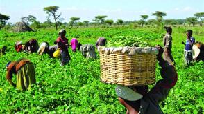 Kaduna targets 150,000 farmers with N100bn agriculture investment