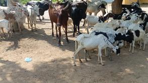 Police foil cattle rustling attempt, recover 50 animals in Katsina