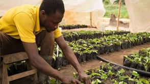 Agriculture: Can climate-smart farming protect Nigeria’s food future?