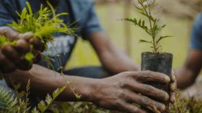 Don harps on tree planting to tackle flooding, heatwaves in Lagos