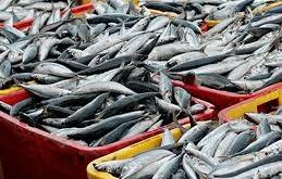 Fish importation bill drops to ₦167.9bn in Q2 2026 — Report