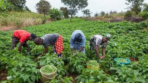 FG empowers 50,000 farmers in Gombe, Jigawa to boost food security