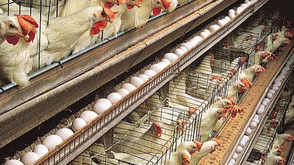Poultry industry fastest pathway to food security, job creation – PAN president