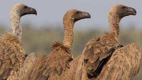 NCF urges urgent action to save Nigeria’s vultures