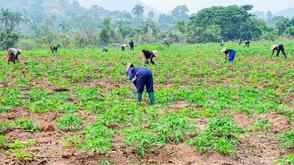 FG advances food security through ONSA AgriShield Initiative