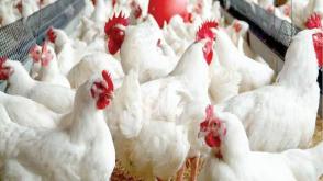 The crisis threatening Nigeria’s poultry industry