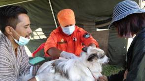 WHO validates Bhutan’s elimination of dog-transmitted rabies