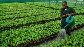 Kwara Gov’t distributes 10,000 improved cocoa seedlings to farmers across councils