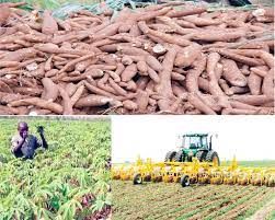 Importance of young people investing in agriculture