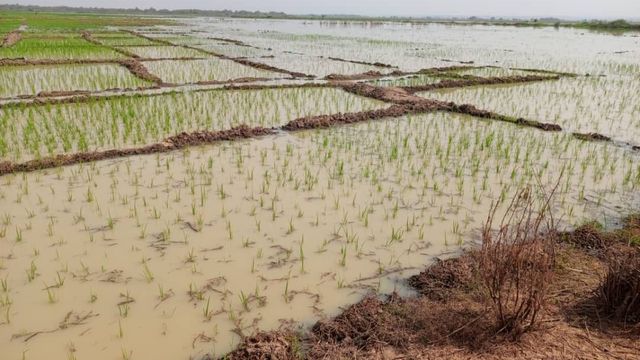 Flood devastates rice farms in Kebbi, destroys crops across Yauri Emirate