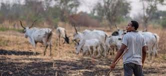 The Tragedy of the Fulani herders in Umuezeala-Ama