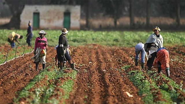 NGO connects farmers to school feeding programmes to boost local agriculture