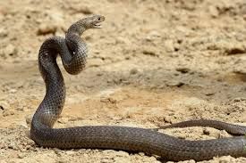 Toddler bites cobra to death in self-defence, survives venomous attack