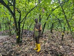 Osun farmer’s cocoa worth N1.1m stolen, 23-year-old suspect docked