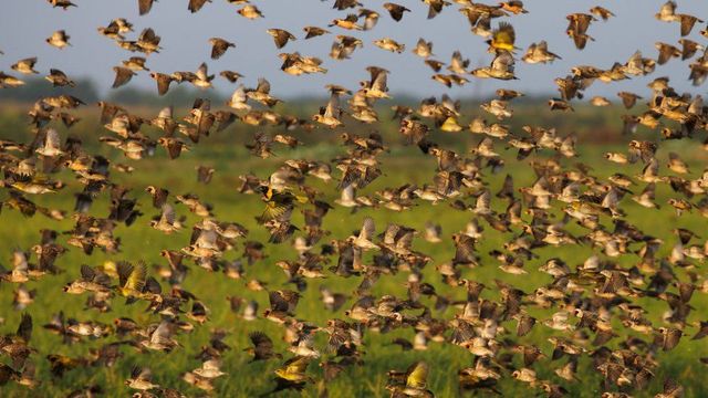 Quela birds invasion: Hadejia valley farmers cry out for help