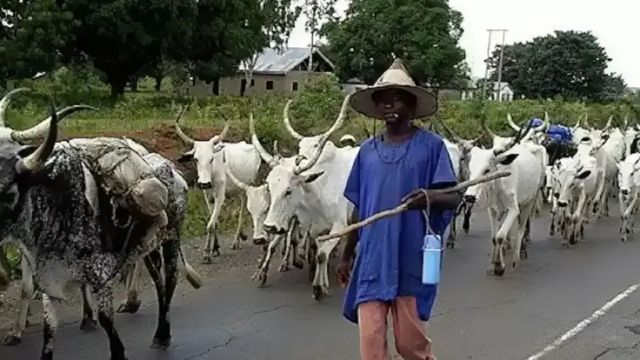 Suspected rustlers kill herder, flee with cattle in Borno